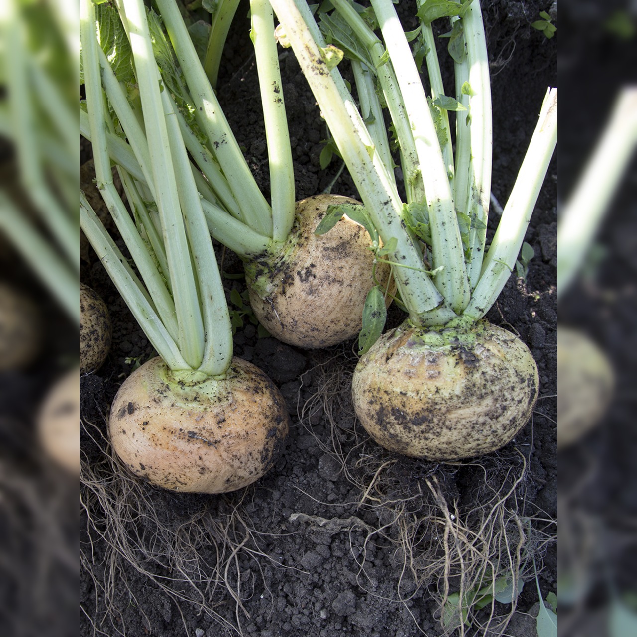 Mairübe "Golden Ball" (samenfest & BIO)