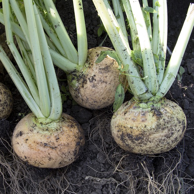 Mairübe "Golden Ball" (samenfest & BIO)