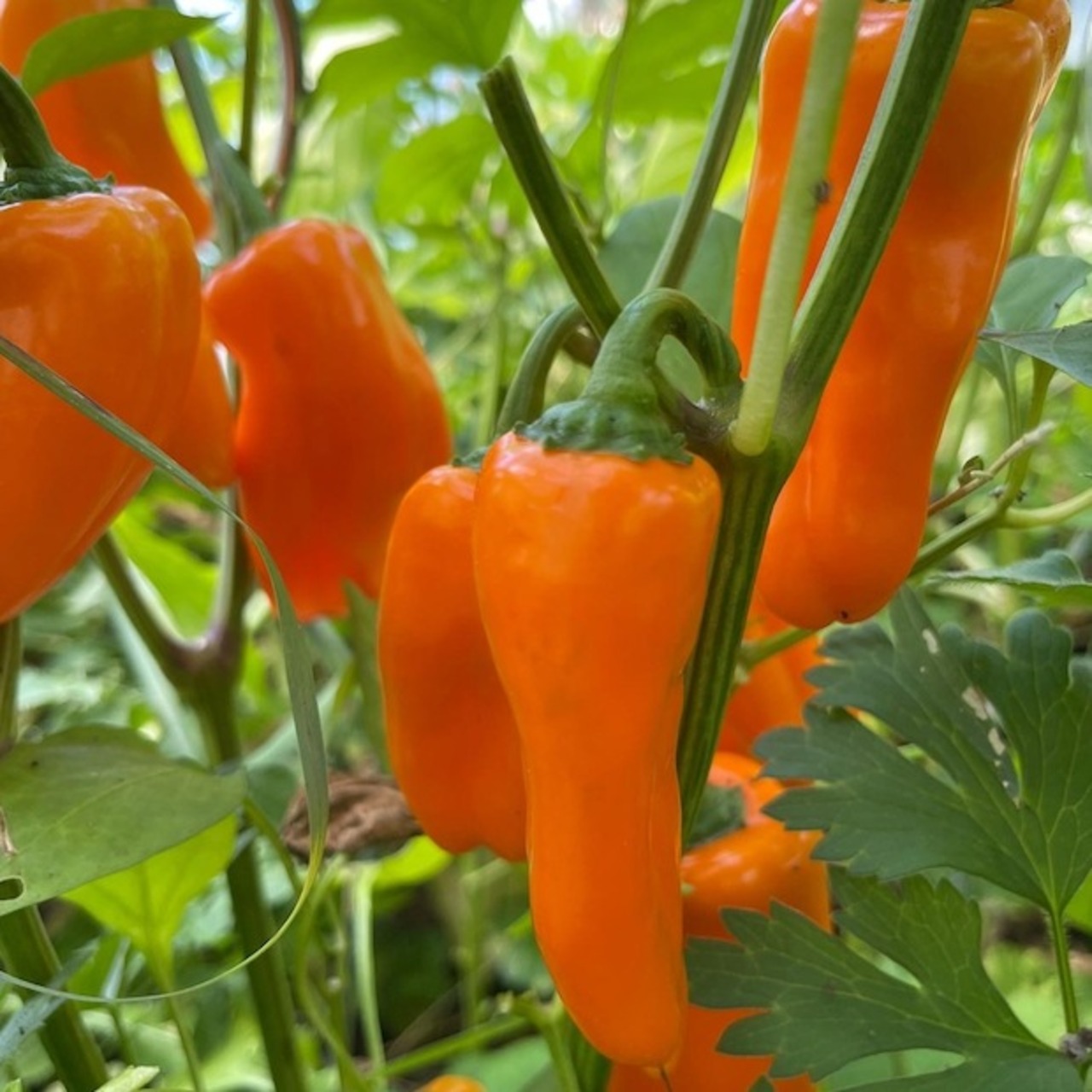 Paprika "Lunchbox Orange" - BIO-Paprikasamen [samenfest]