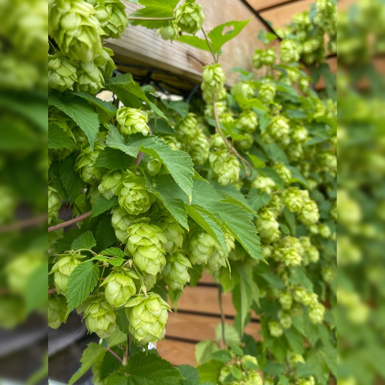Echter Hopfen - BIO-Hopfensamen [samenfest]
