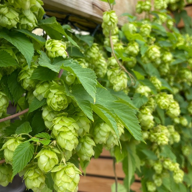 Echter Hopfen - BIO-Hopfensamen [samenfest]