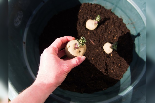 Bild von Kartoffeln vorkeimen: starke Pflanzen & reiche Ern