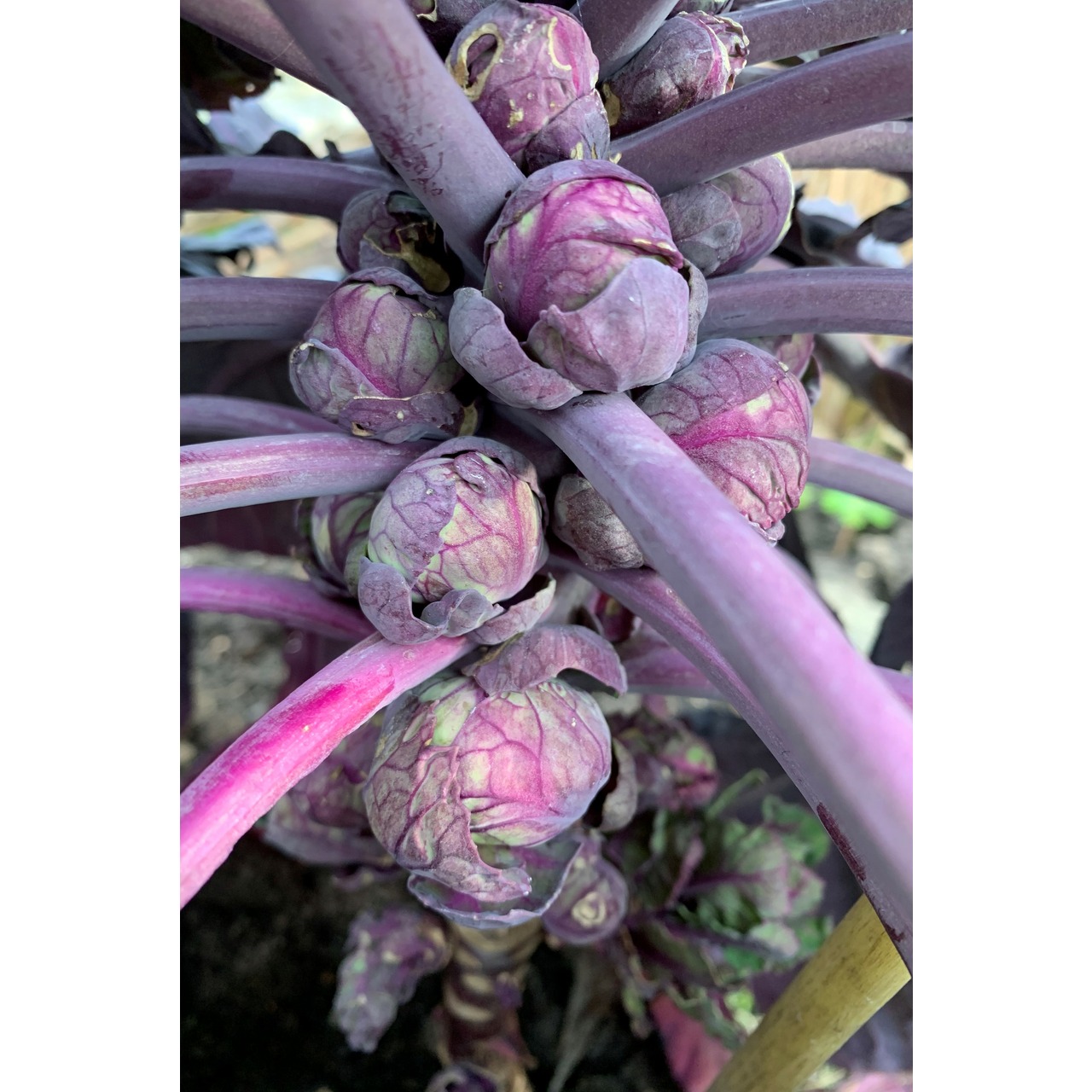 Gemüsesamen-Set "Schrebergarten" - 12 BIO-Sorten [samenfest]