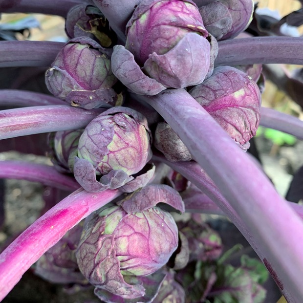 Gemüsesamen-Set "Schrebergarten" - 12 BIO-Sorten [samenfest]