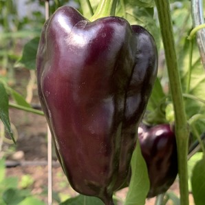 Paprika "Black Hungarian" -BIO-Paprikasamen [samenfest]
