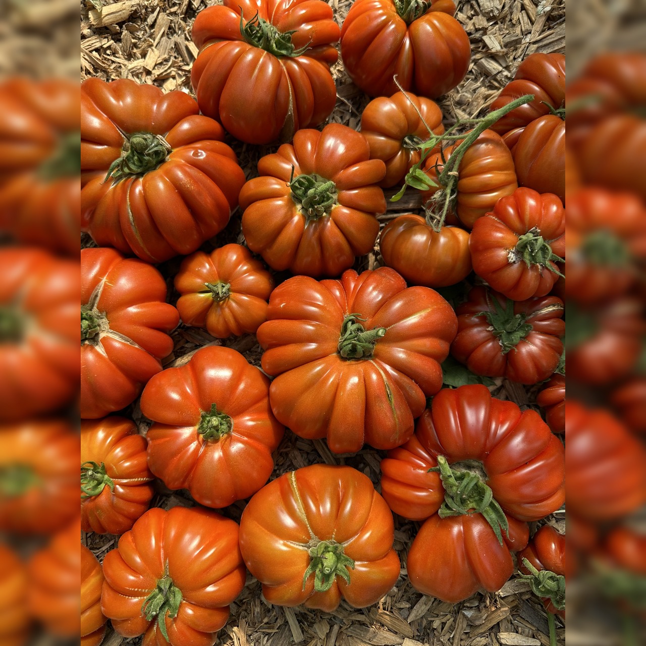 Tomate "Fleur de Reagir" - BIO-Tomatensorte [samenfest]