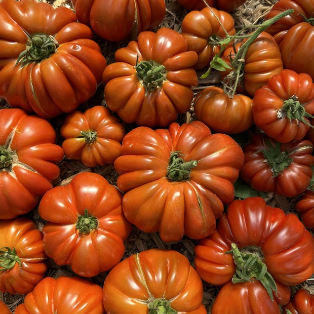 Tomate "Fleur de Reagir" - BIO-Tomatensorte [samenfest]