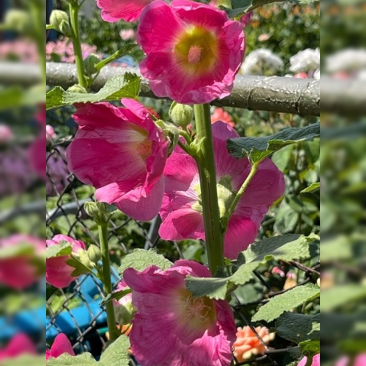 Stockrose "rosa" - BIO-Stockrosensamen [samenfest]