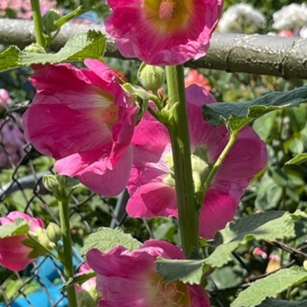 Stockrose "rosa" - BIO-Stockrosensamen [samenfest]