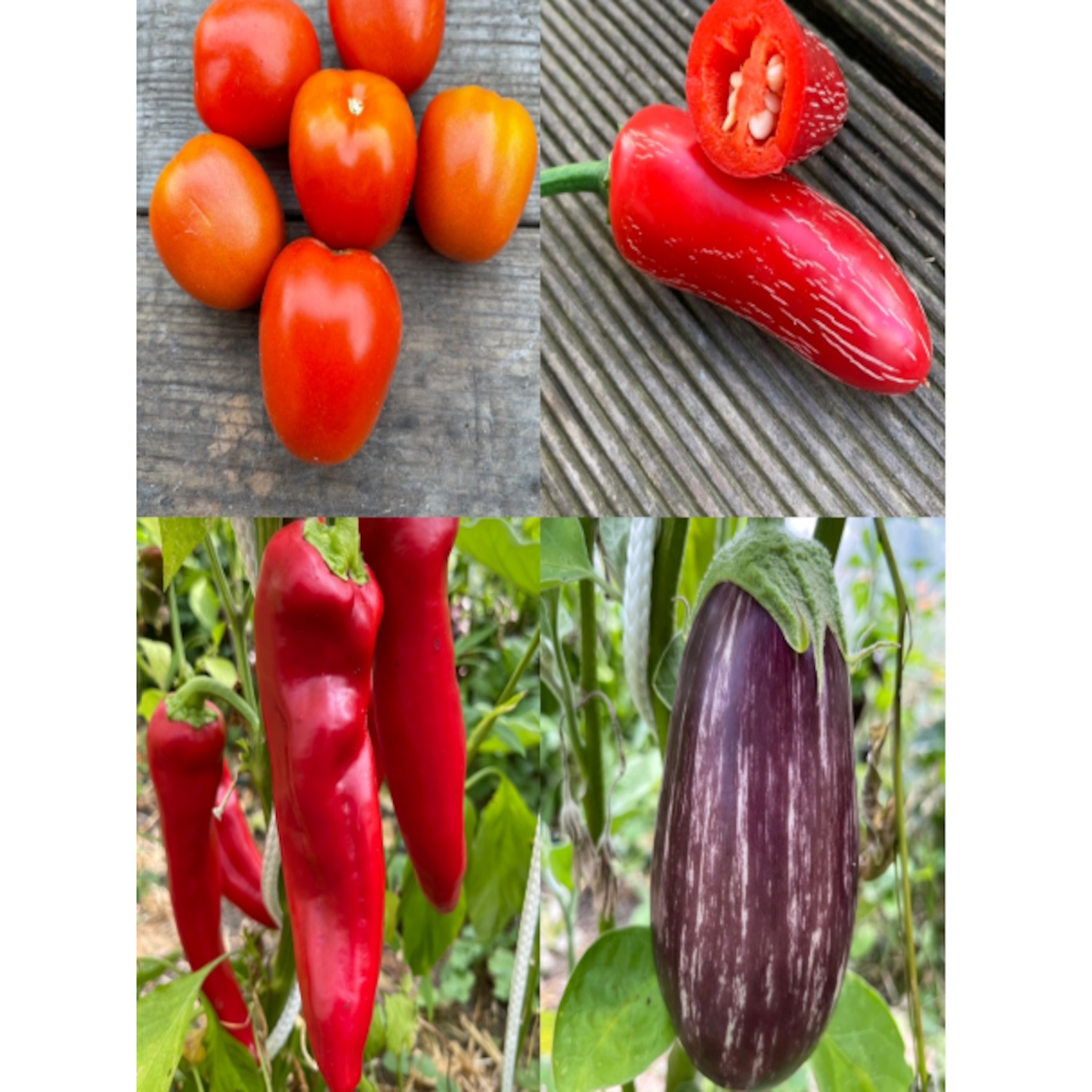 Gemüsesamen-Set "italienisches Gemüse" - 4 BIO-Sorten [samenfest]