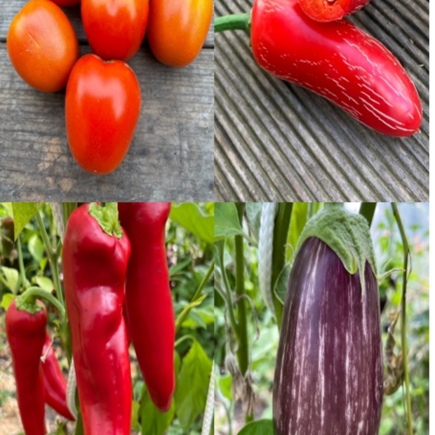 Gemüsesamen-Set "italienisches Gemüse" - 4 BIO-Sorten [samenfest]