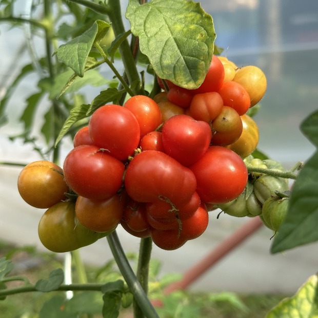 Tomate "Reisetomate" - BIO-Tomatensorte [samenfest]