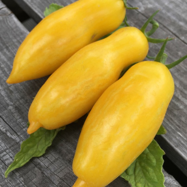 BIO Tomatensamen Set