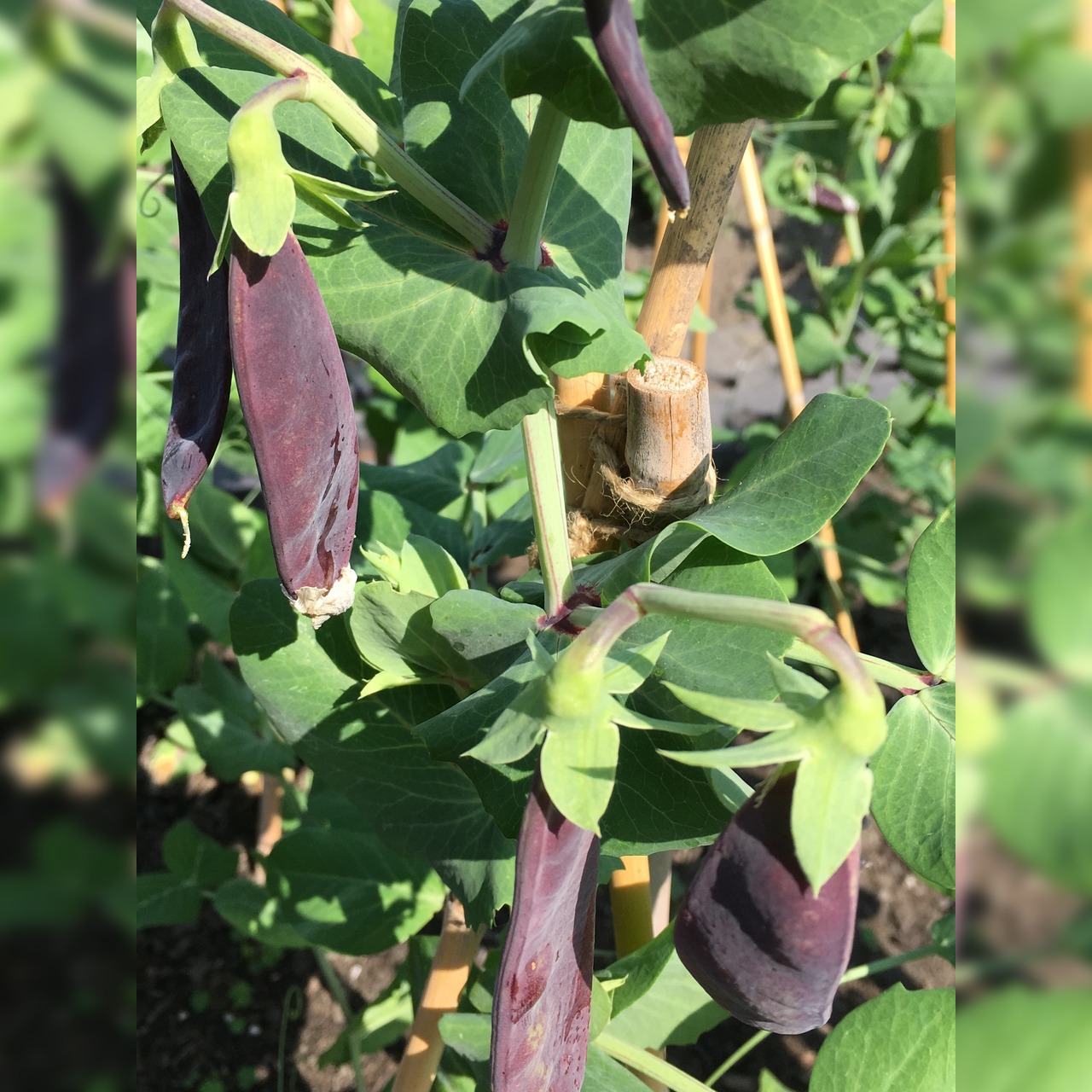 Kapuzinererbse lila "Blauwschokker" Samen (samenfest & BIO)