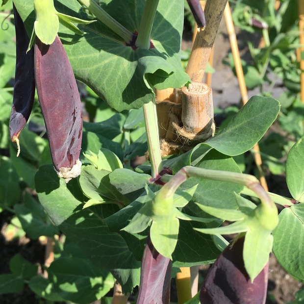 Kapuzinererbse lila "Blauwschokker" Samen (samenfest & BIO)