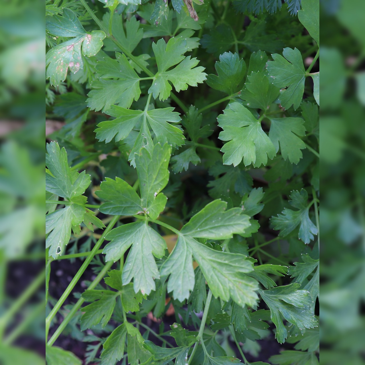 Anzucht-Set "Petersilie & Schnittlauch" [4002, 4006]