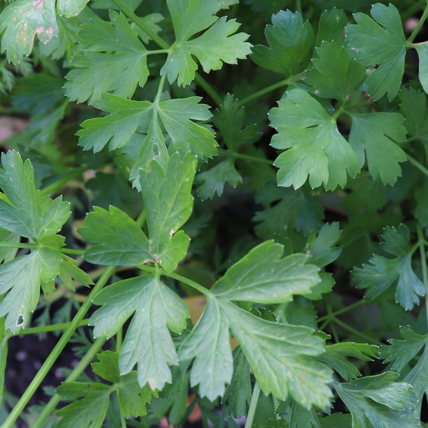 Anzucht-Set "Petersilie & Schnittlauch" [4002, 4006]