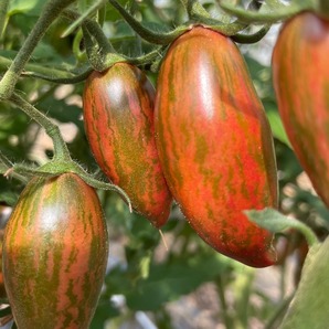 Tomate „Purple Smaragd“ - BIO-Tomatensorte [samenfest]