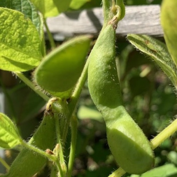 Gemüsesamen-Set "Balkongemüse" - 8 BIO-Sorten [samenfest]