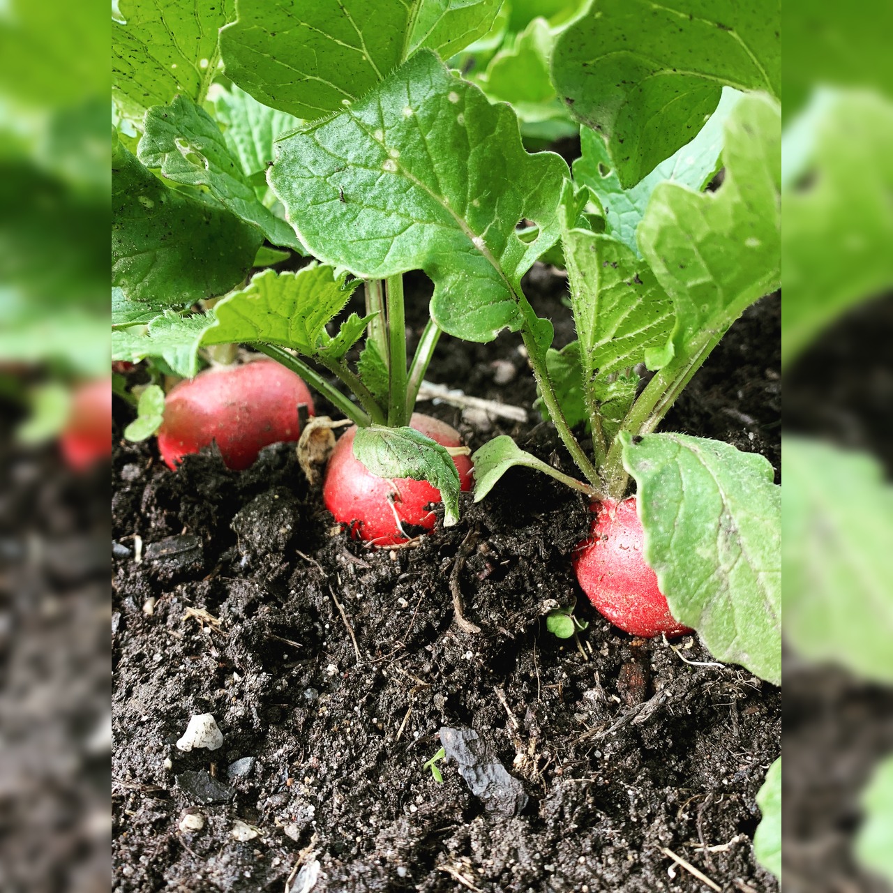 Radieschen "Rudi" - BIO-Radieschensorte [samenfest]