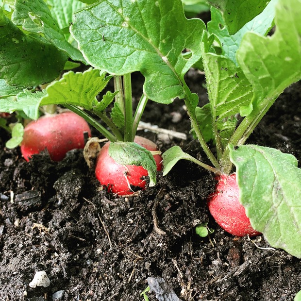 Radieschen "Rudi" - BIO-Radieschensorte [samenfest]