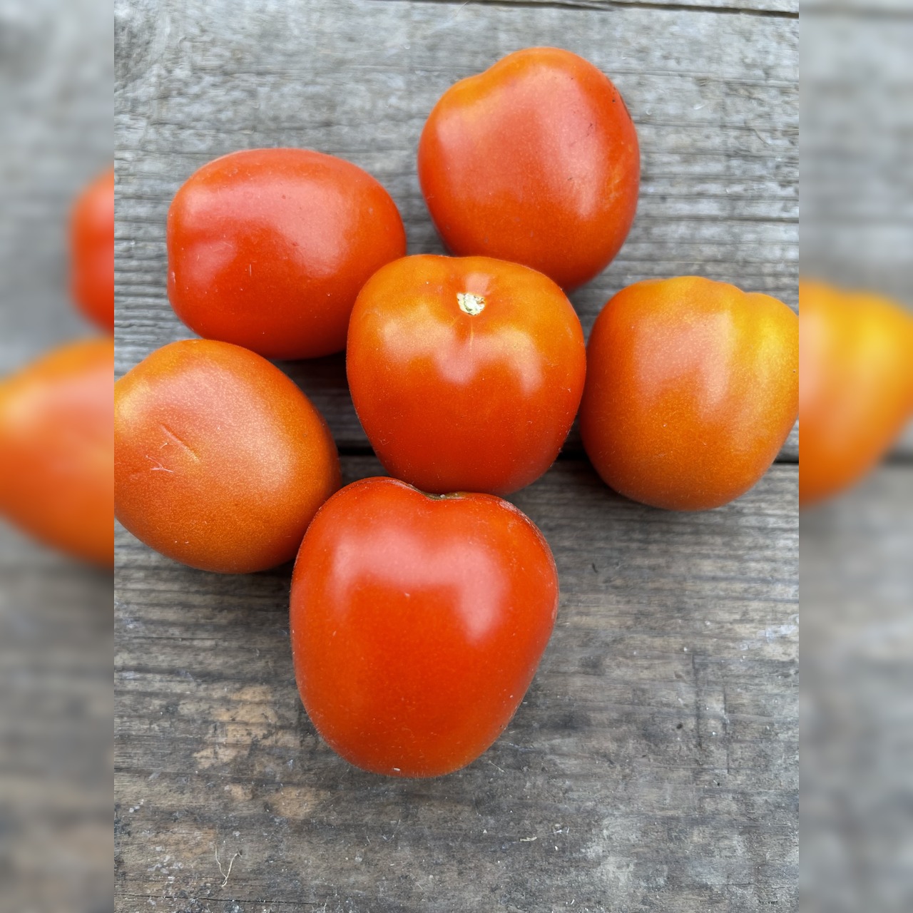 Gemüsesamen-Set "italienisches Gemüse" - 4 BIO-Sorten [samenfest]