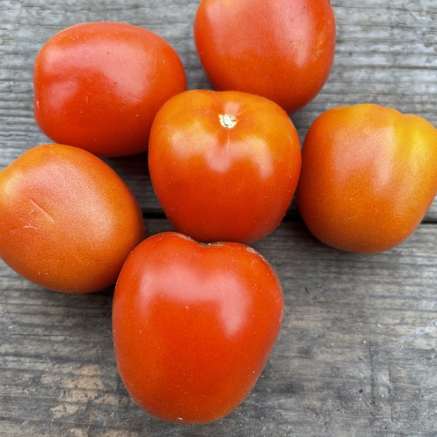 Gemüsesamen-Set "italienisches Gemüse" - 4 BIO-Sorten [samenfest]