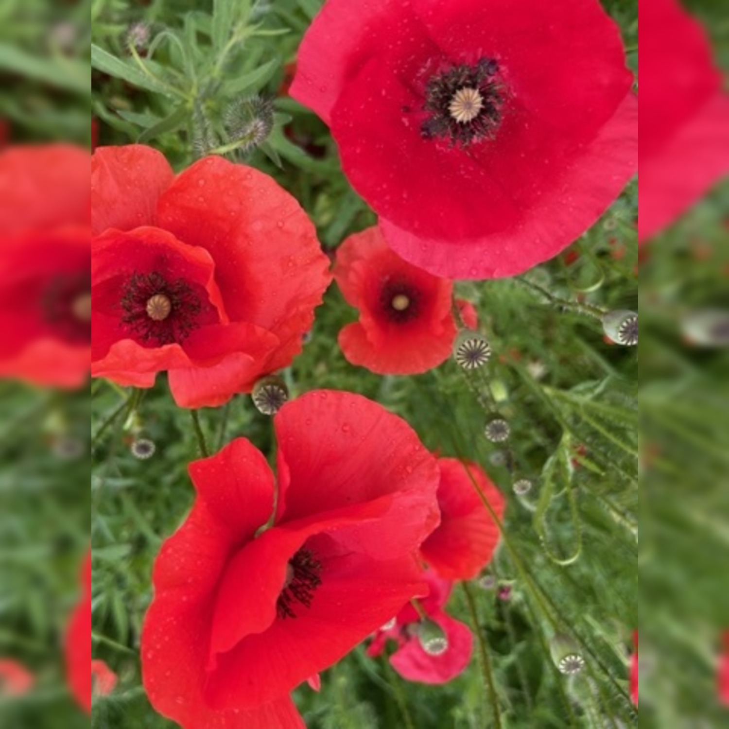 Blumen "Klatschmohn"  BIO-Blumensamen [samenfest]