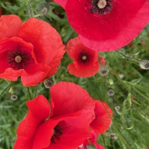 "Klatschmohn" - BIO-Blumensamen [samenfest]