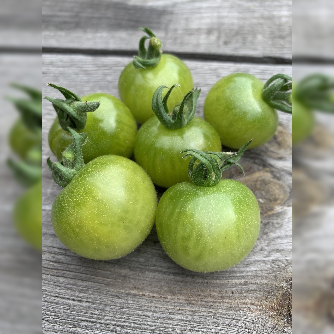 Anzucht-Set "Cocktailtomaten" [30, 65]