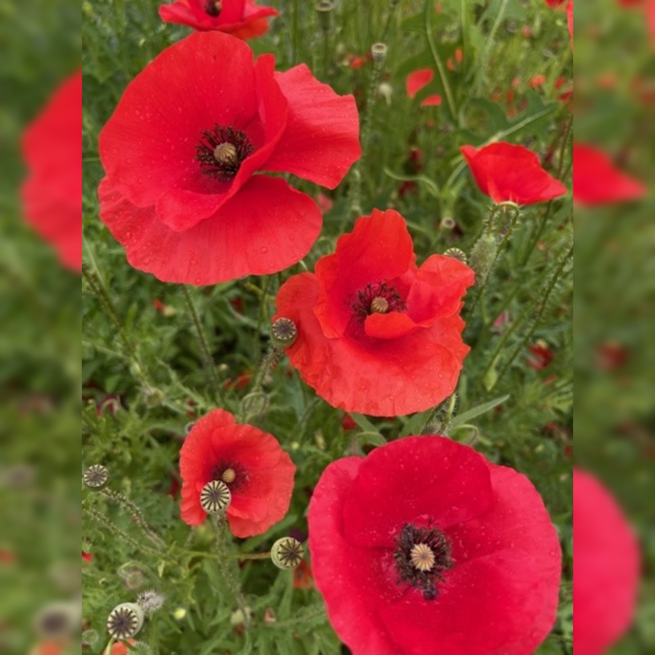 Gemüsesamen-Set "Verliebtes Gemüse" - 4 BIO-Sorten [samenfest]