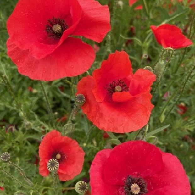 Gemüsesamen-Set "Verliebtes Gemüse" - 4 BIO-Sorten [samenfest]