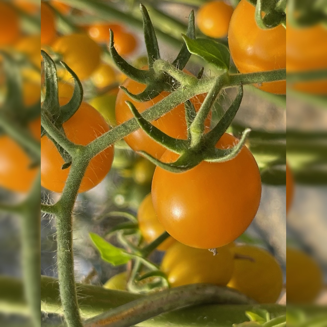 Tomate "Cerise gelb" - BIO-Tomatensorte [samenfest]