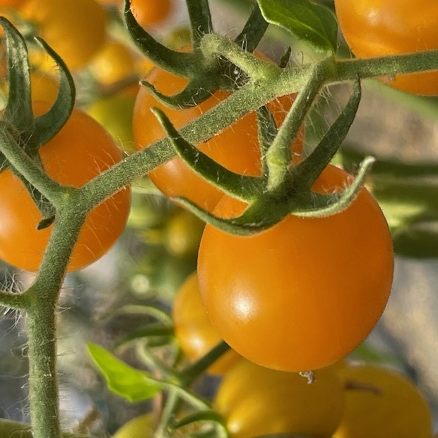 Tomate "Cerise gelb" - BIO-Tomatensorte [samenfest]