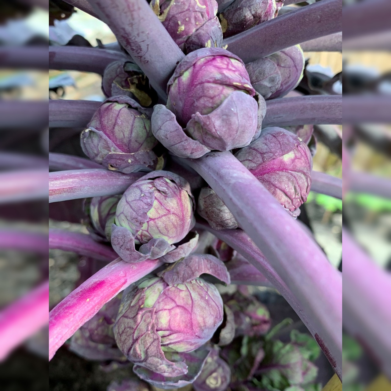 Anzucht-Set "Kohlsorten Mix" [41, 42]