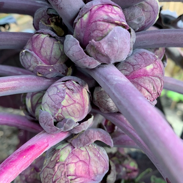 Anzucht-Set "Kohlsorten Mix" [41, 42]