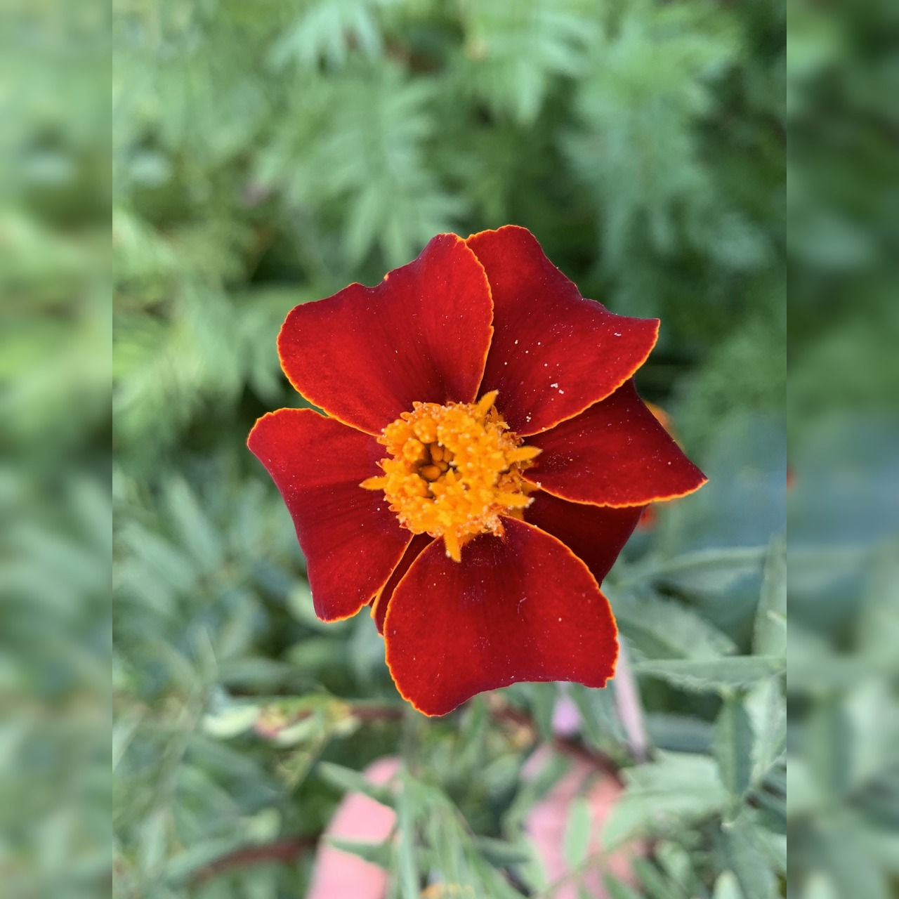 "Tagetes" - BIO-Blumensamen [samenfest]