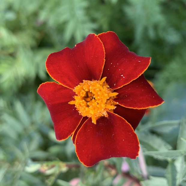 "Tagetes" - BIO-Blumensamen [samenfest]