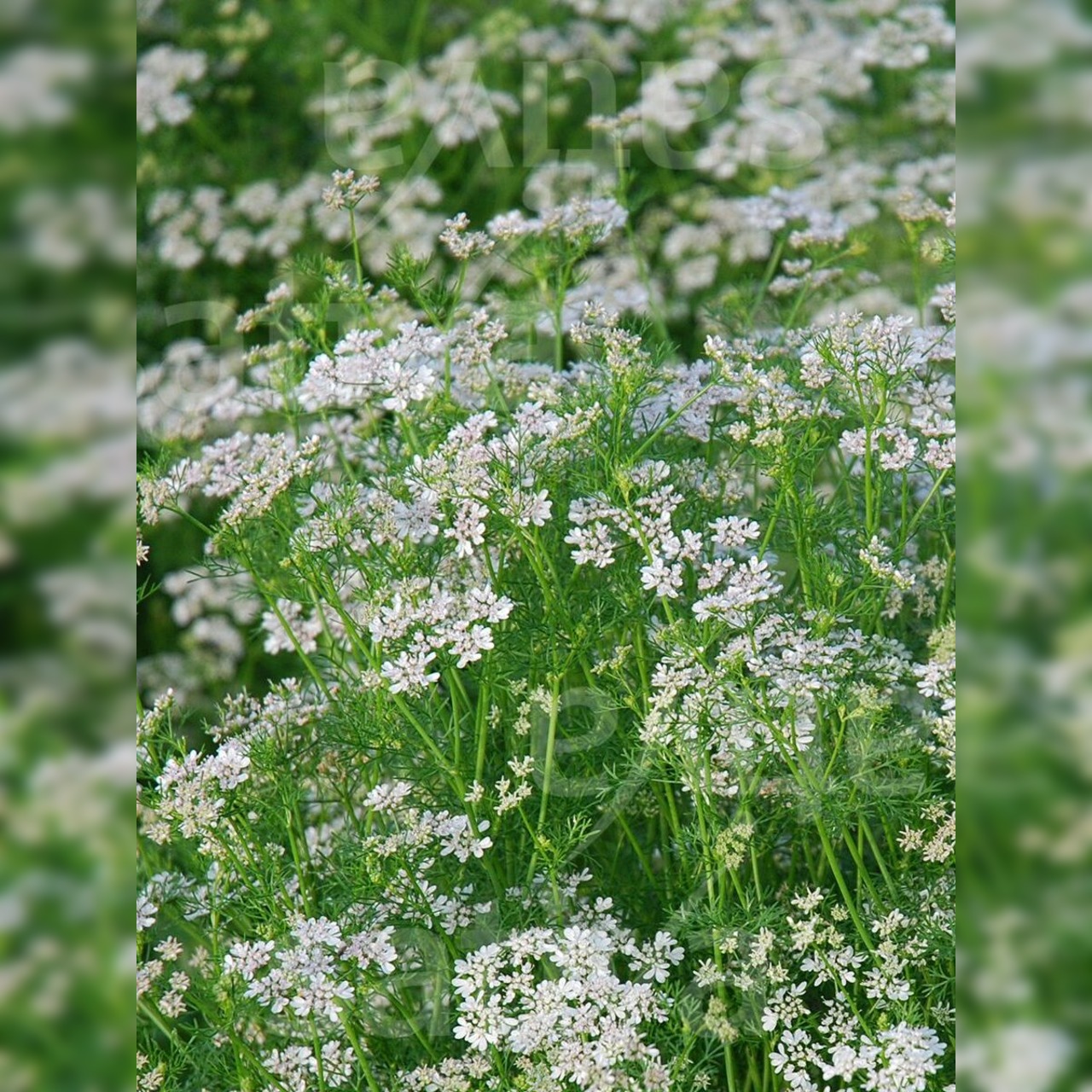 Anzucht-Set "Basilikum & Koriander" [4007, 400]