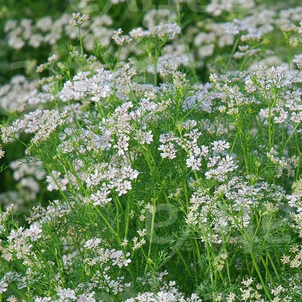 Anzucht-Set "Basilikum & Koriander" [4007, 400]