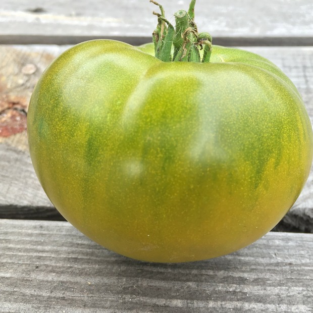 BIO Tomatensamen Set