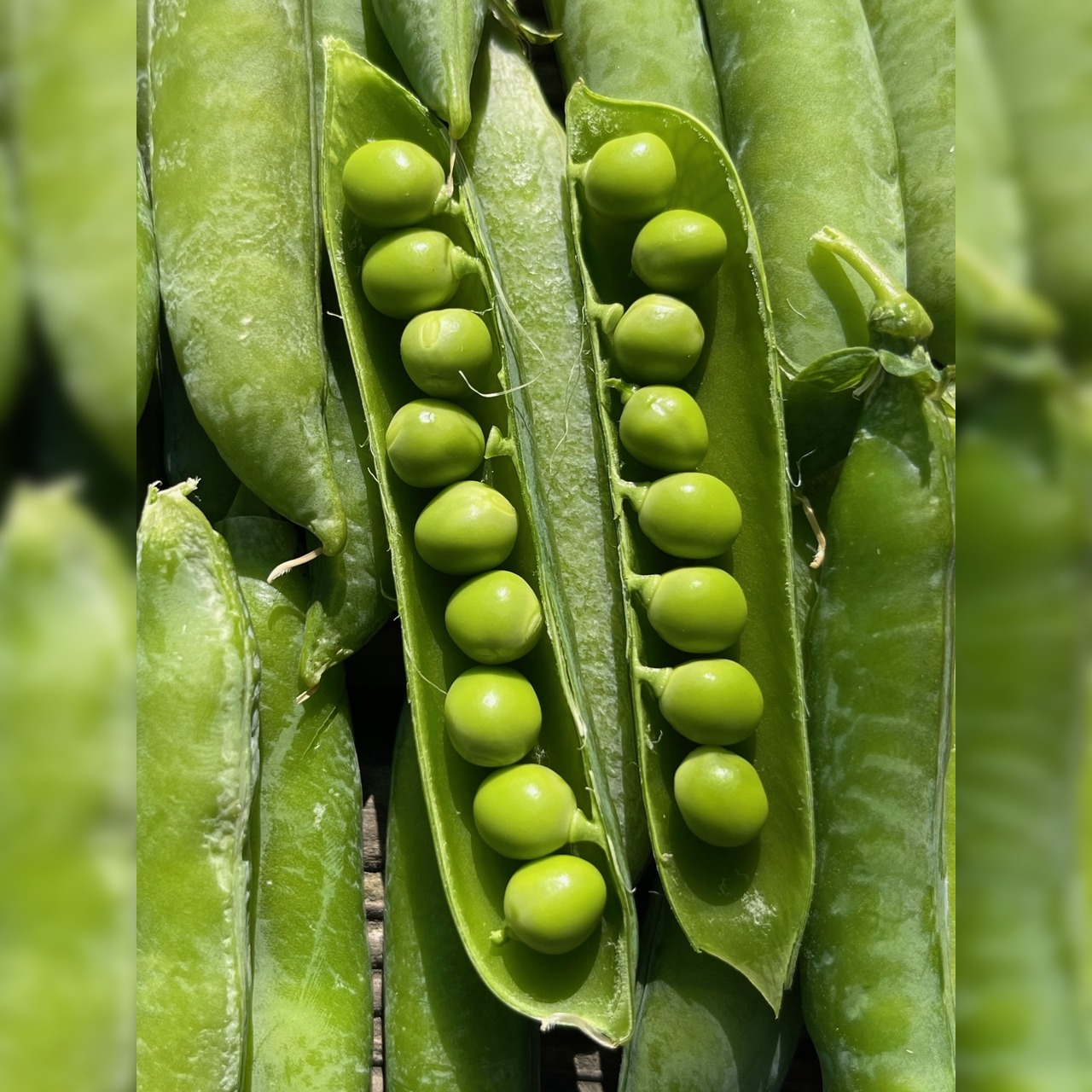 Anzucht-Set "Erbsen & Zuckerschoten" [66, 68]