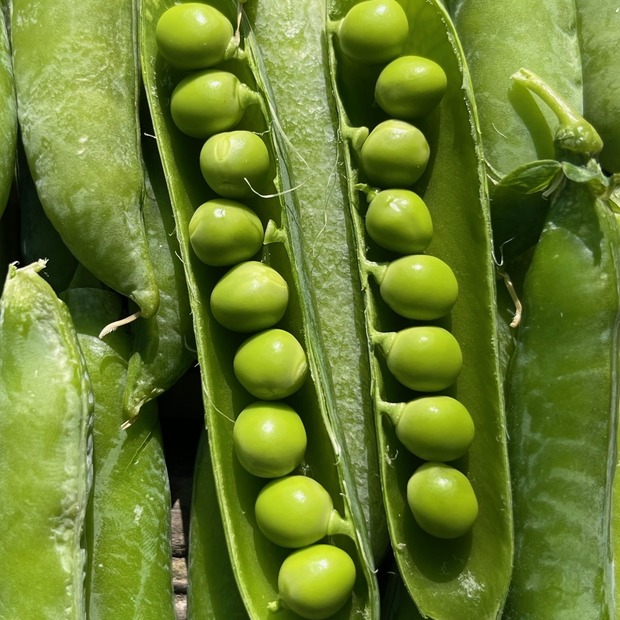 Anzucht-Set "Erbsen & Zuckerschoten" [66, 68]