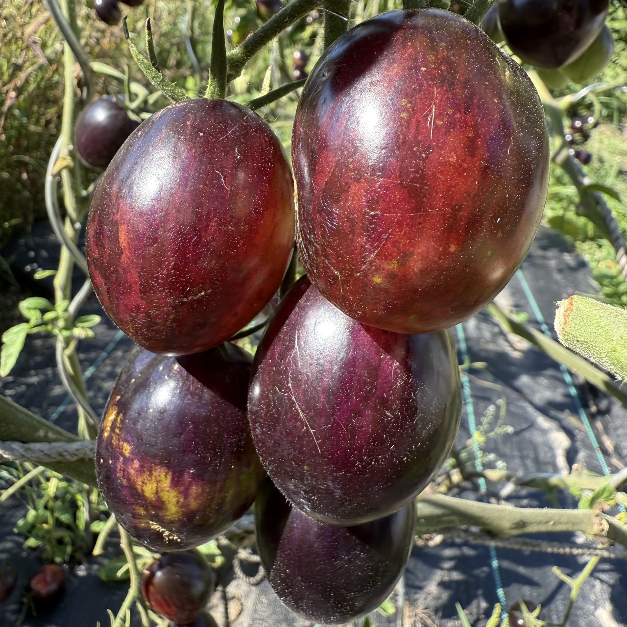 Tomate „Purple Dragon“ - BIO-Tomatensorte [samenfest]