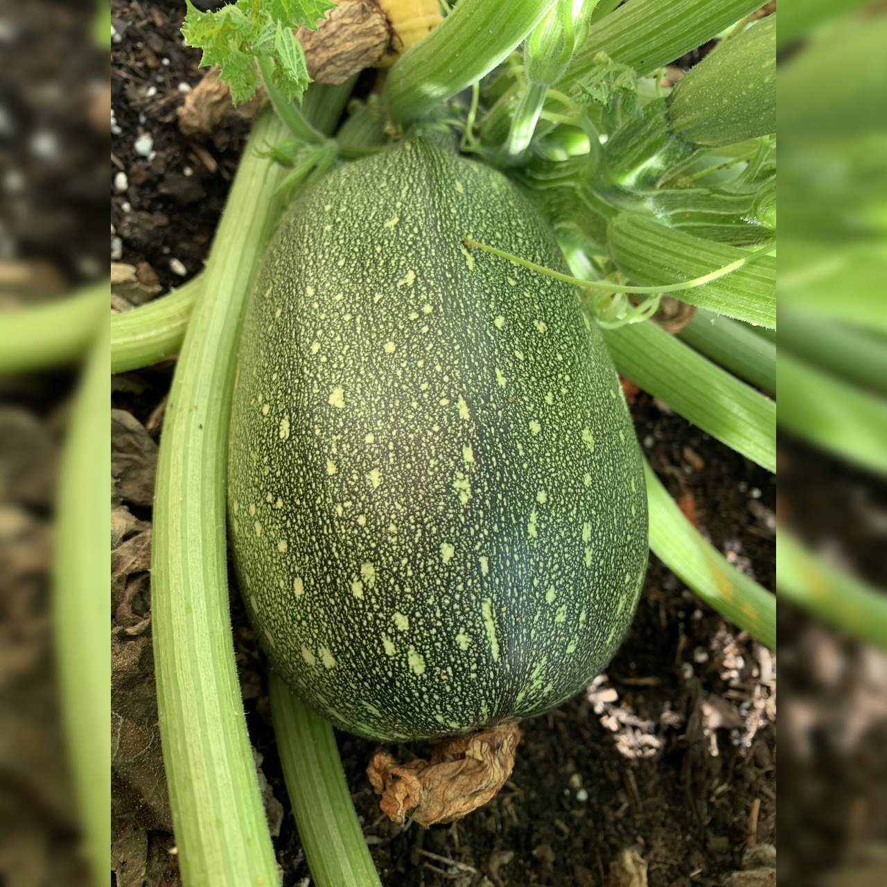 Gemüsesamen-Set "Schrebergarten" - 12 BIO-Sorten [samenfest]