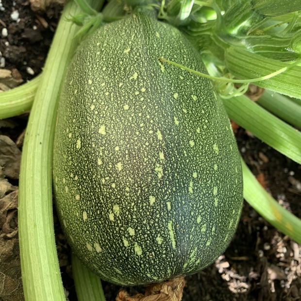 Gemüsesamen-Set "Schrebergarten" - 12 BIO-Sorten [samenfest]