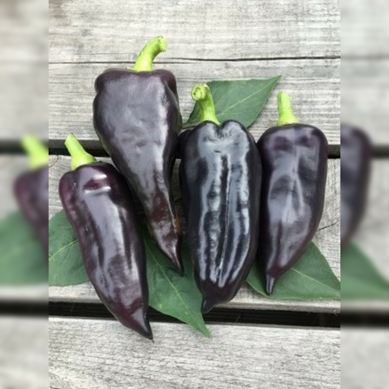 Paprika "Black Hungarian" -BIO-Paprikasamen [samenfest]
