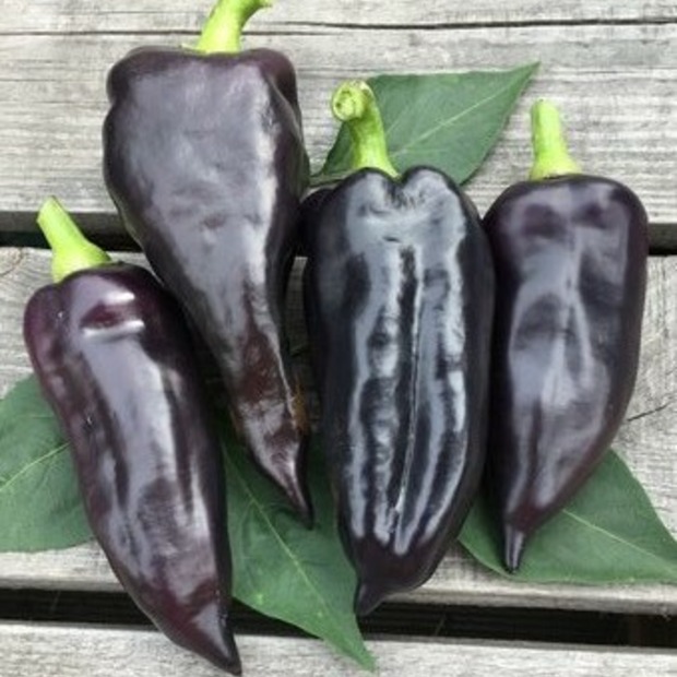 Paprika "Black Hungarian" -BIO-Paprikasamen [samenfest]