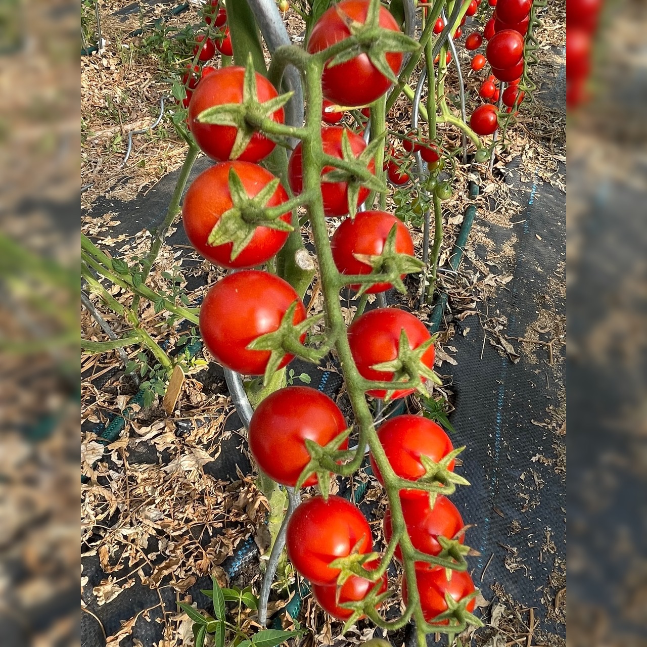 BIO Tomatensamen Set mittel