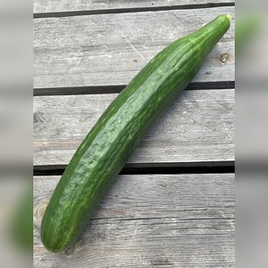 Gurke "Cleopha" - BIO-Samen [samenfest]